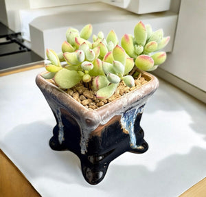 Cliff Cotyledon