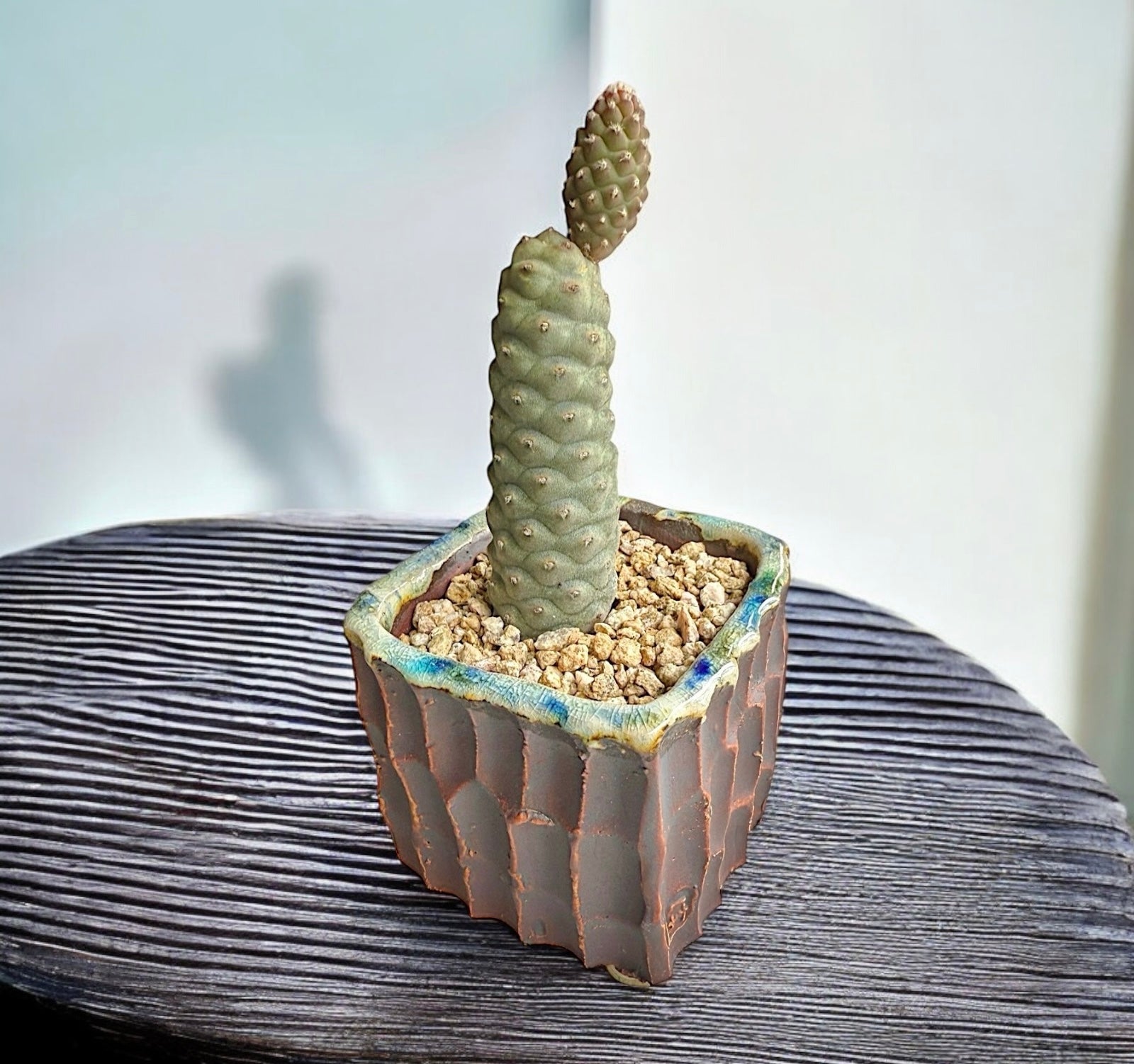 Pinecone Cactus