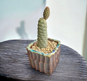 Pinecone Cactus