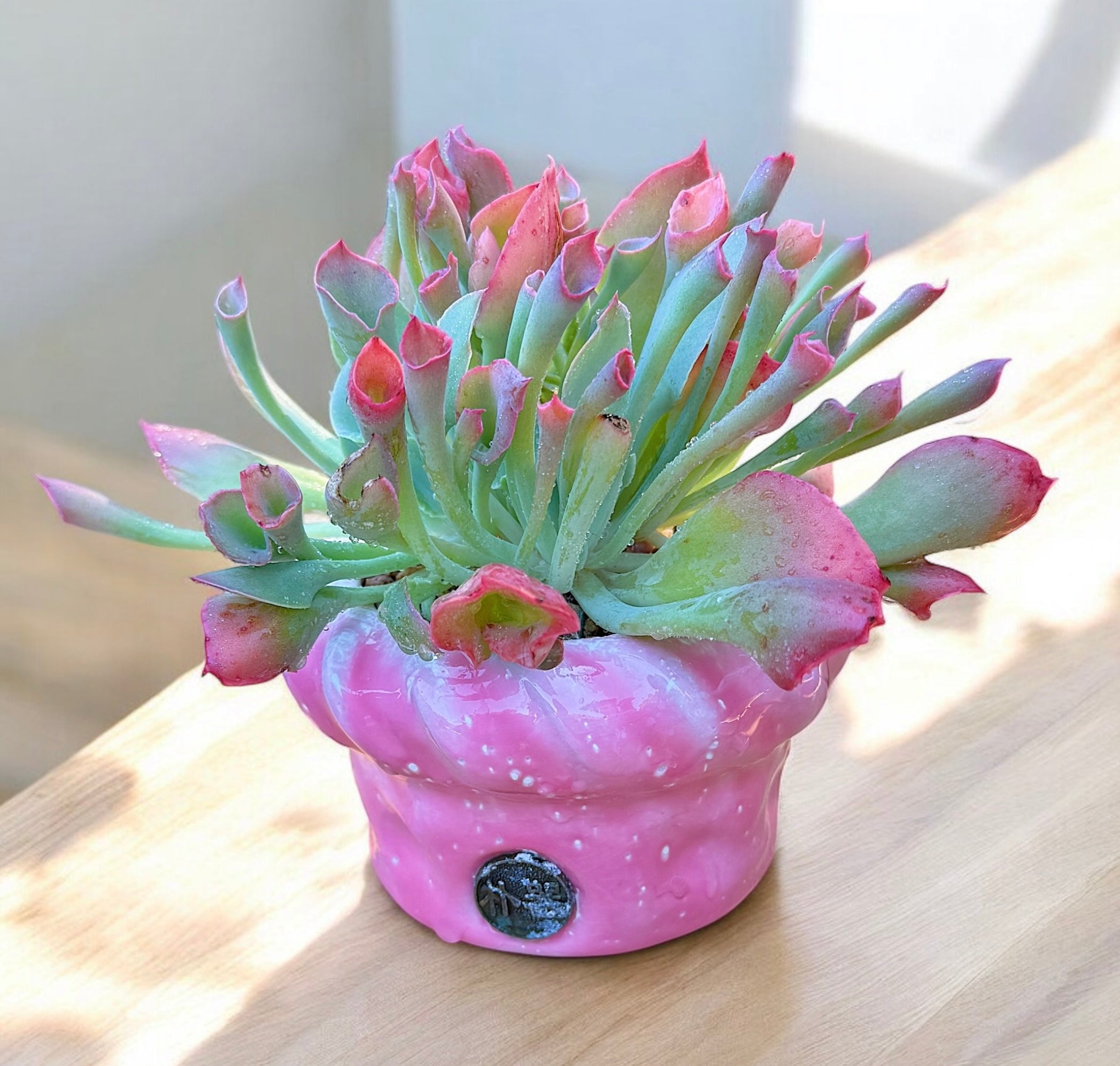 Echeveria Trumpet Pinky