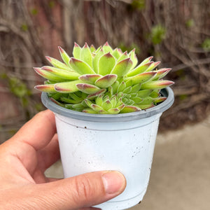 Sempervivum ‘Royanum’
