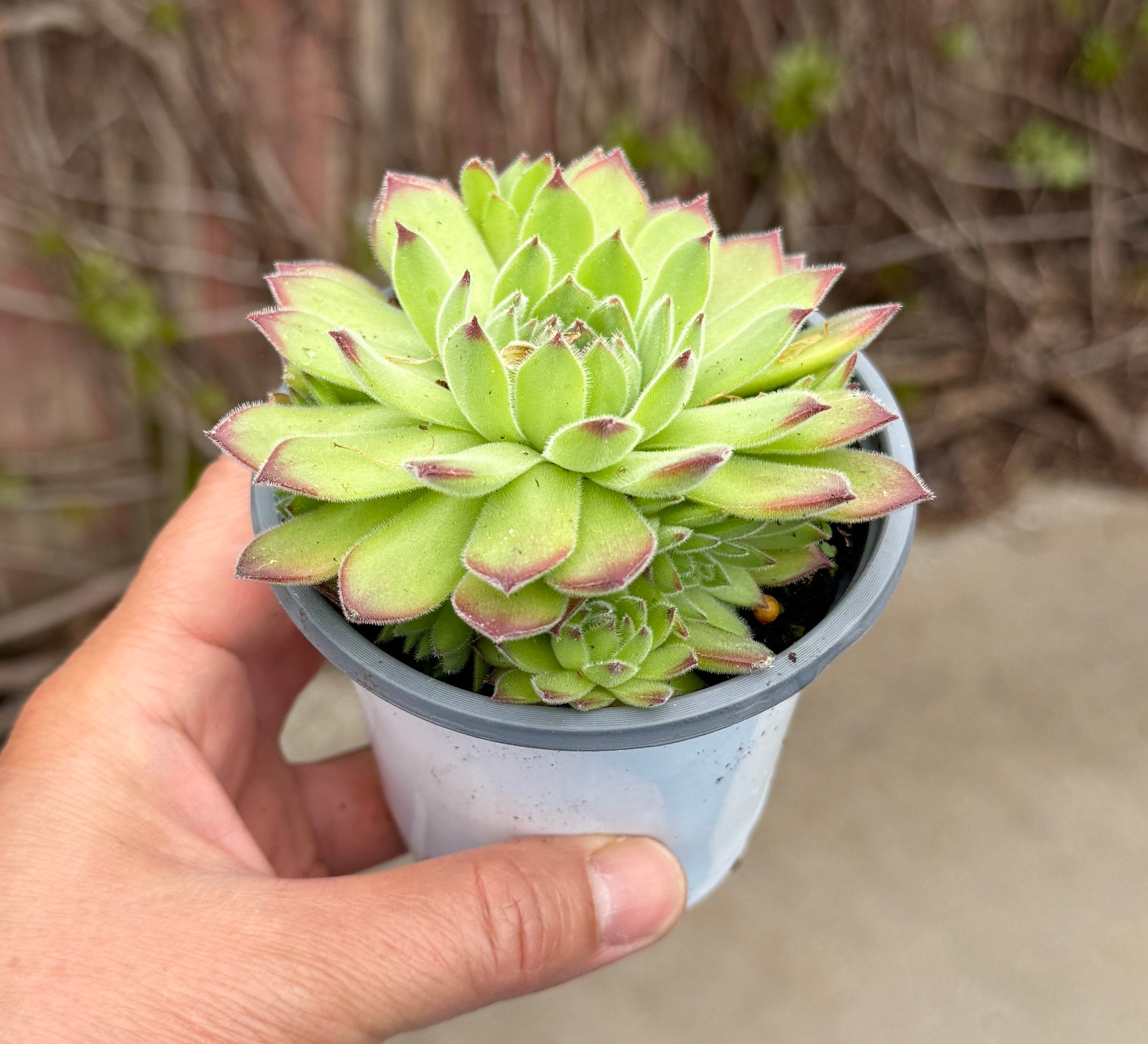 Sempervivum ‘Royanum’