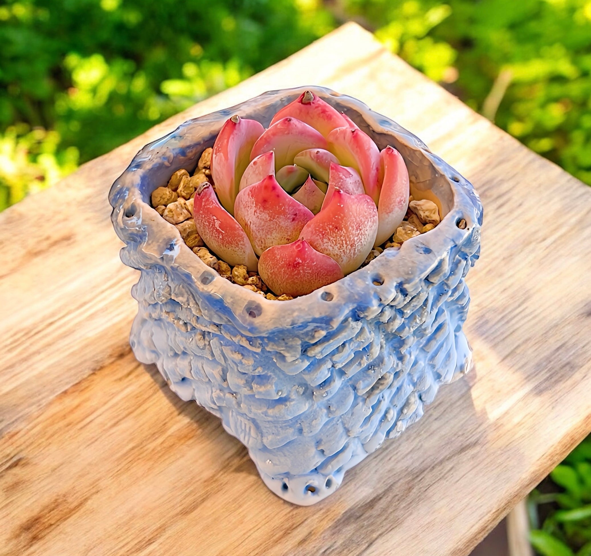 Echeveria Honey Peach