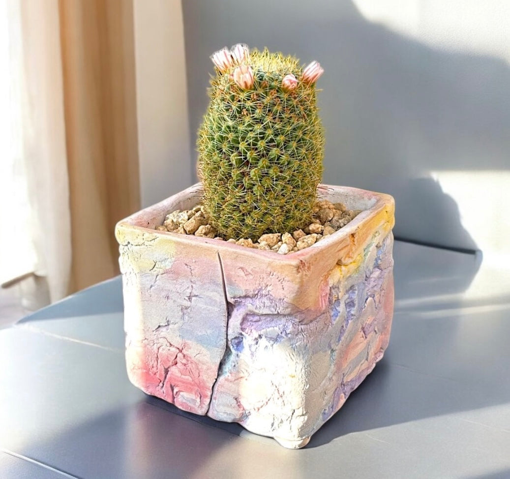 Rainbow Pincushion