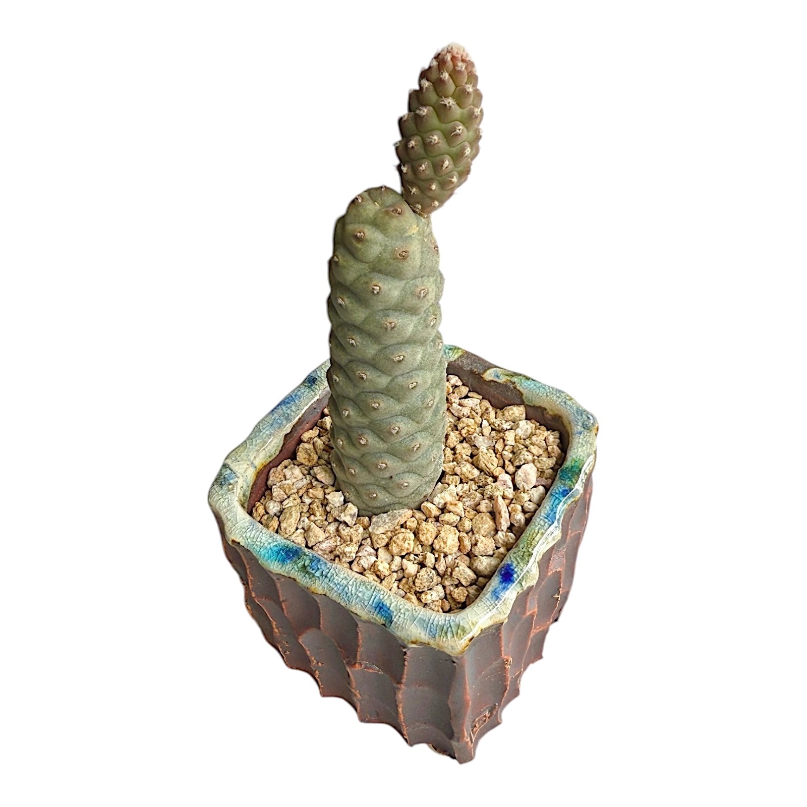 Pinecone Cactus