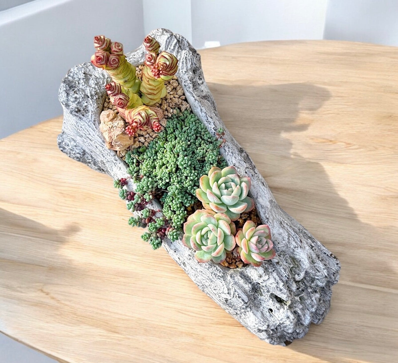 Driftwood Succulent Haven