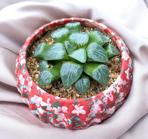 Haworthia Emelyae var. Comptoniana