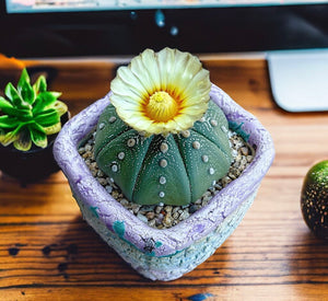 Astrophytum asterias 'Nudas'