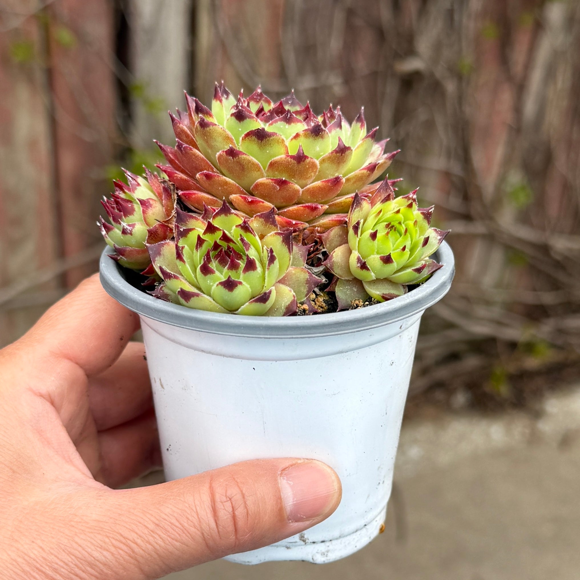 Sempervivum ‘Globiferum’