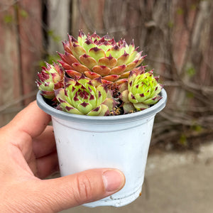 Sempervivum ‘Globiferum’