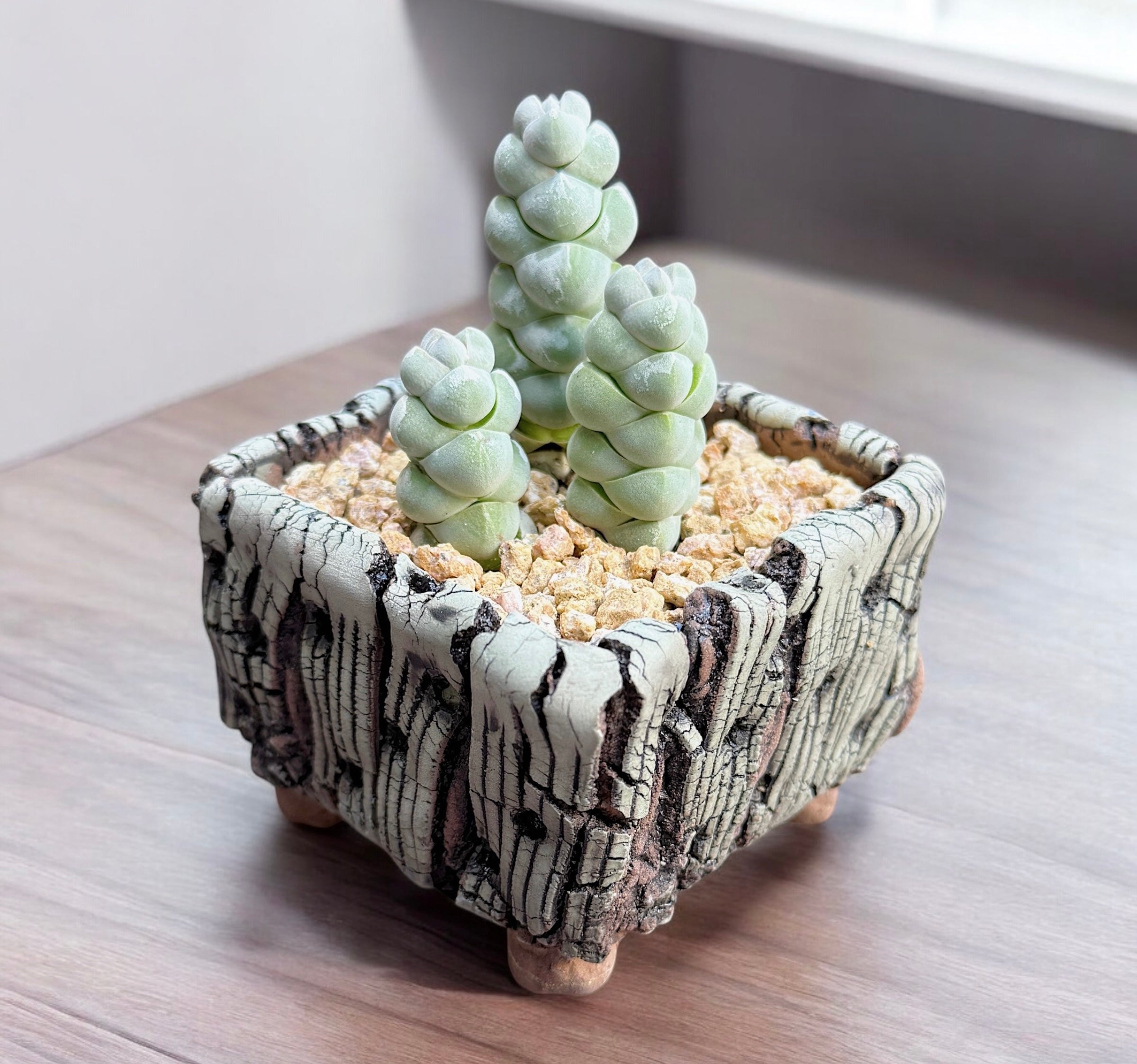 Crassula Plegmatoides