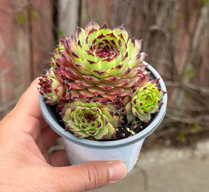 Sempervivum ‘Globiferum’