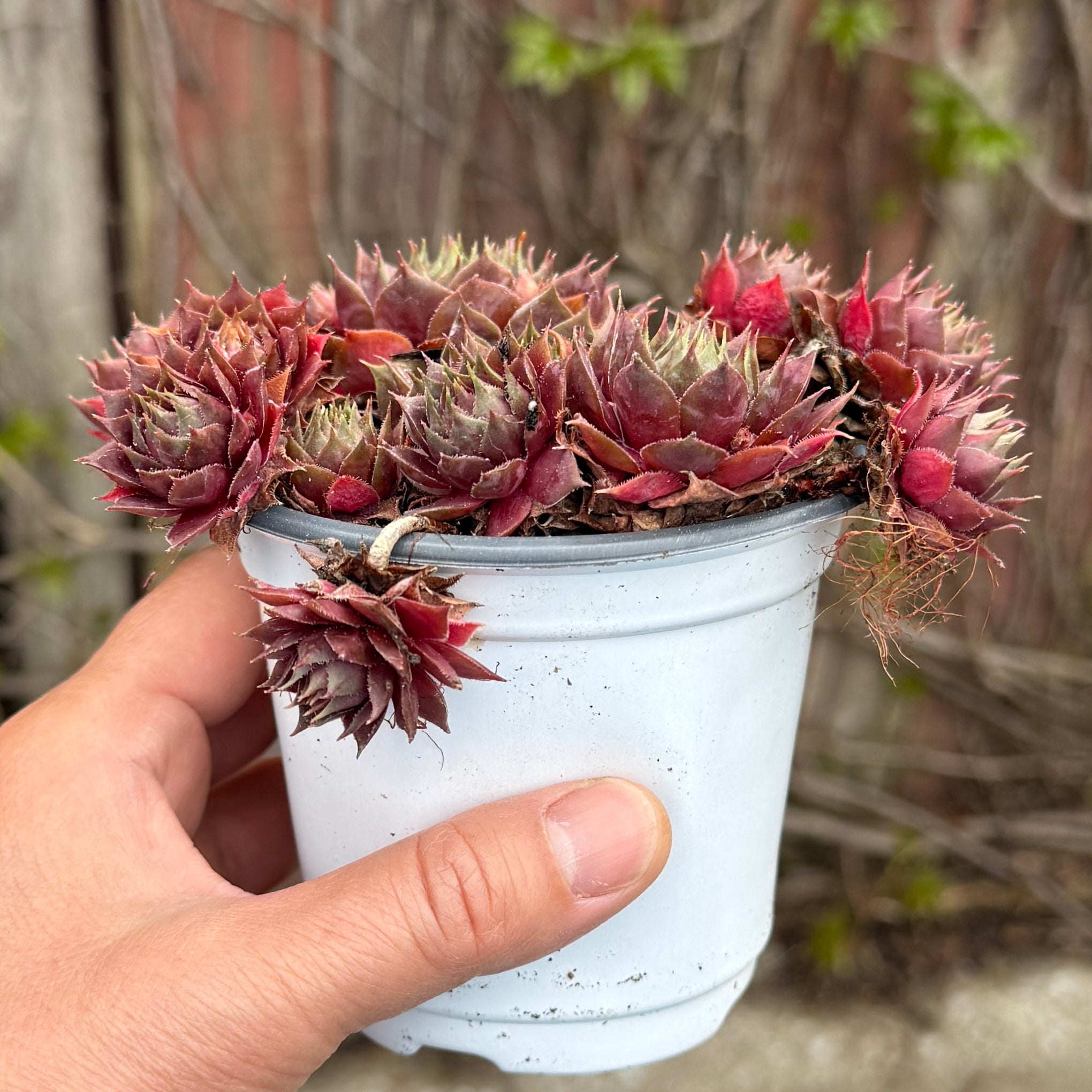 Sempervivum ’Dea’