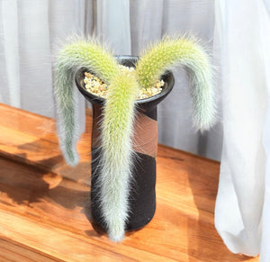 Monkey’s tail cactus (cluster)