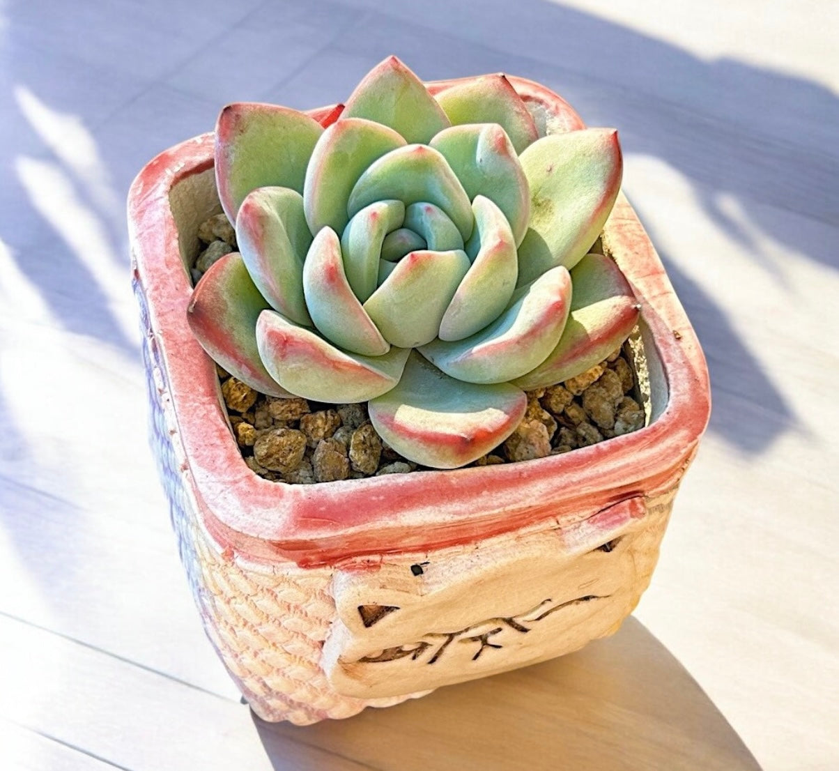 Echeveria Sensation Amabelli