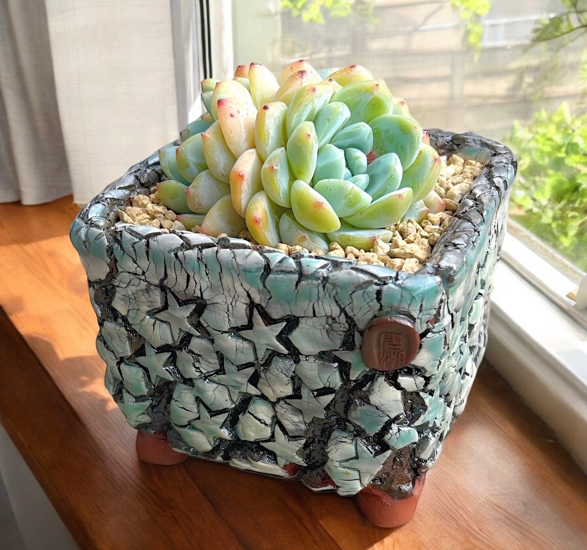 Echeveria Shasha Queen Cluster