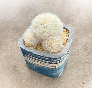 Golf Ball Cactus