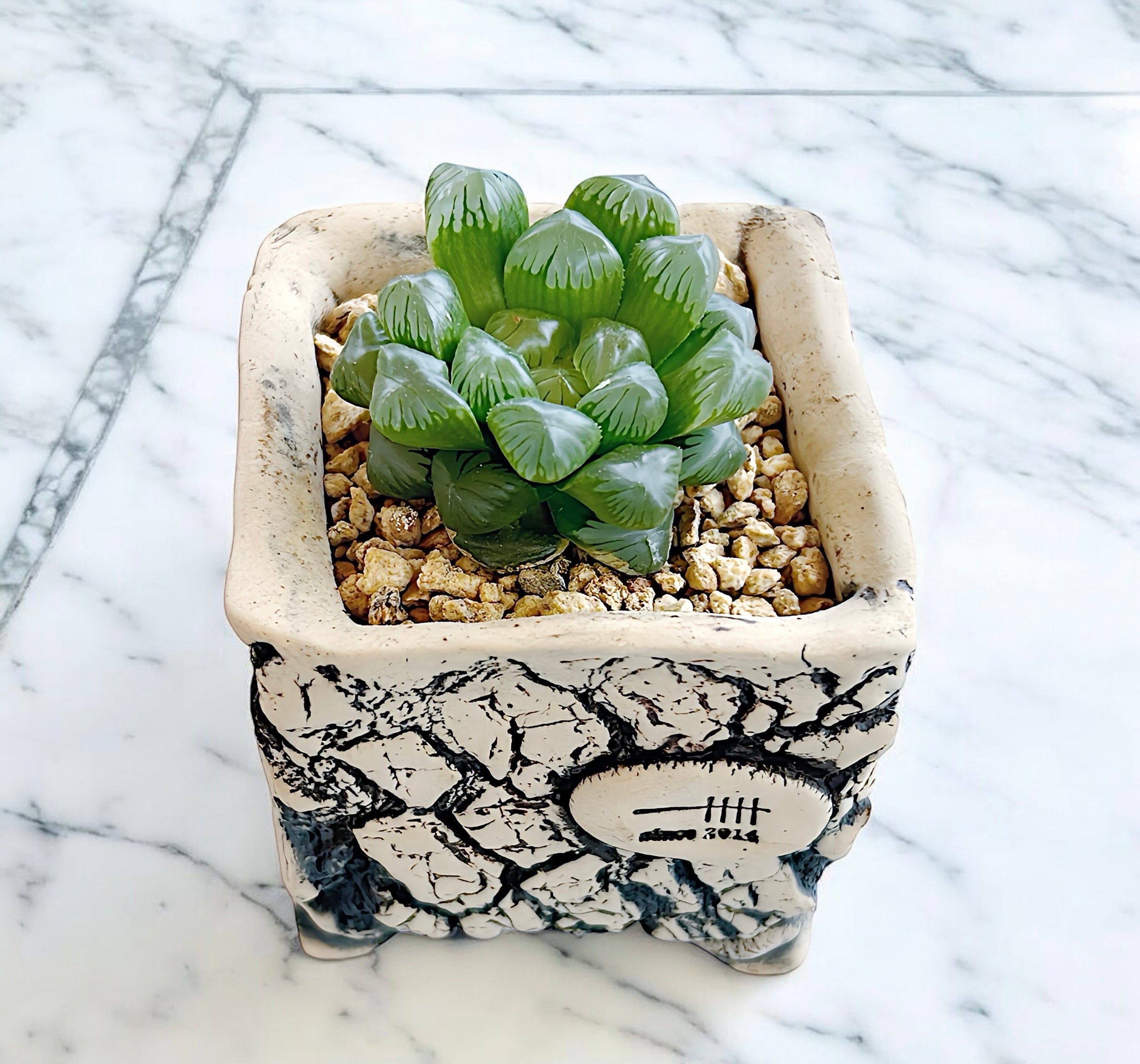 ice lantern succulent Ice Lantern – Limestone Succulents