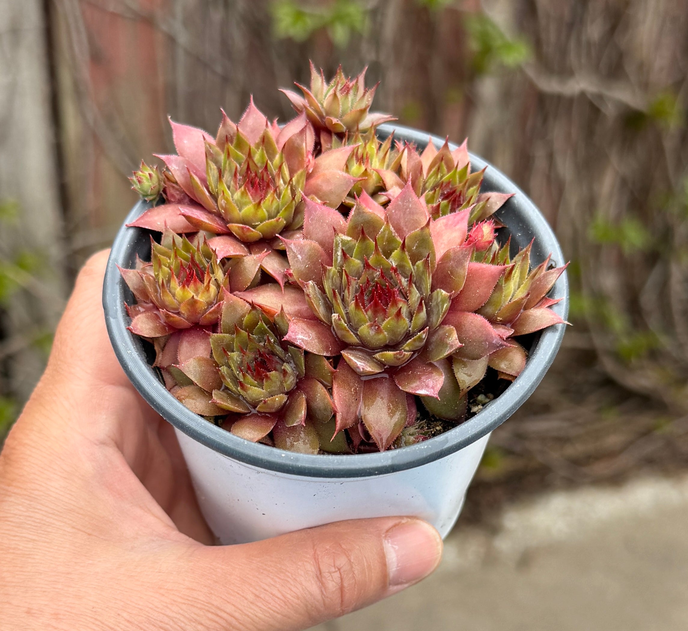 Sempervivum ‘Mark Weller’