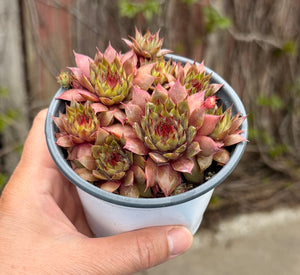 Sempervivum ‘Mark Weller’