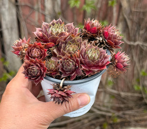 Sempervivum ’Dea’