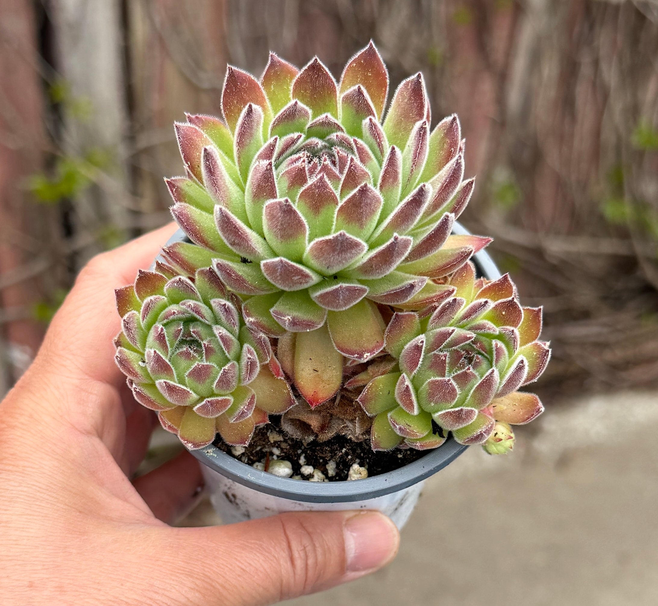 Sempervivum ‘Wendy’