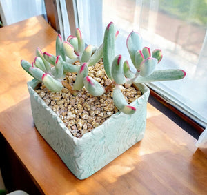 Cotyledon Orbiculata cv. Long Leaf (Variegated)