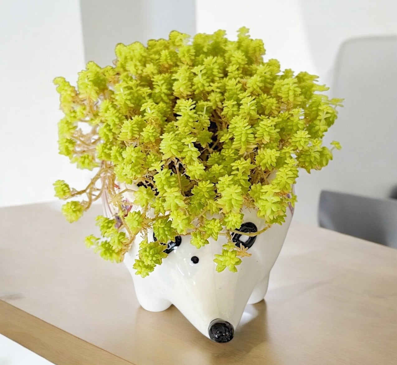 Sedum Gold Moss