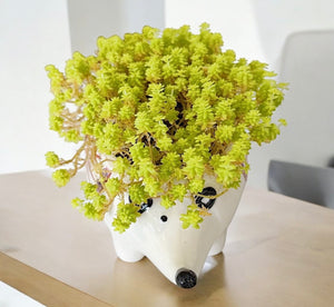 Sedum Gold Moss