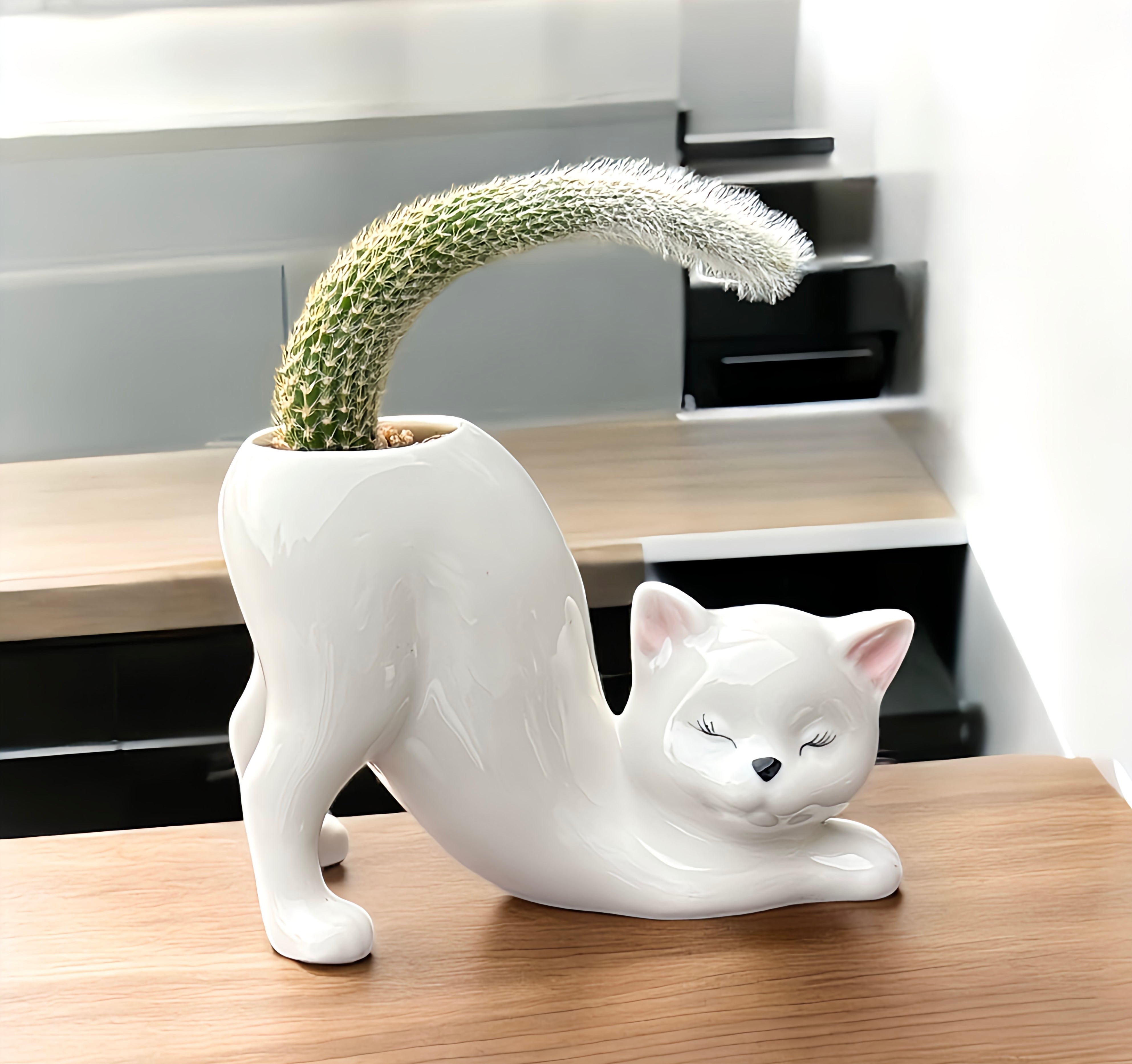 Monkey’s tail cactus (cat pot)