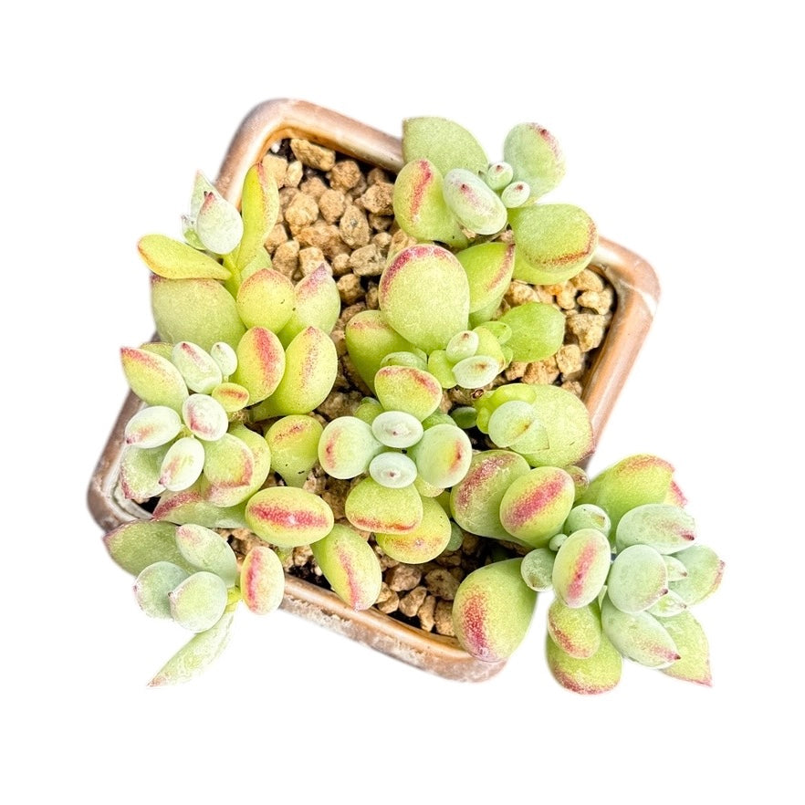 Cliff Cotyledon