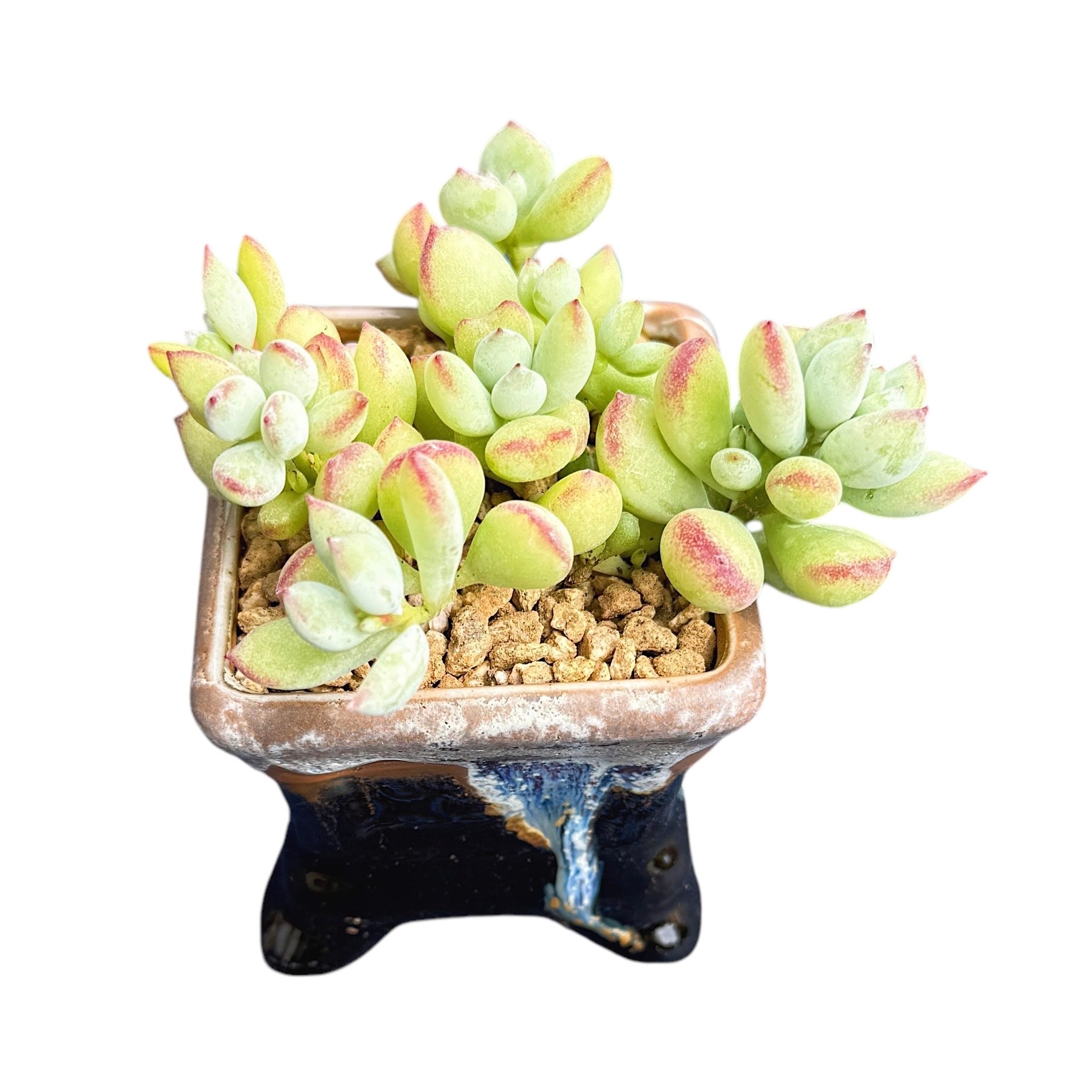 Cliff Cotyledon