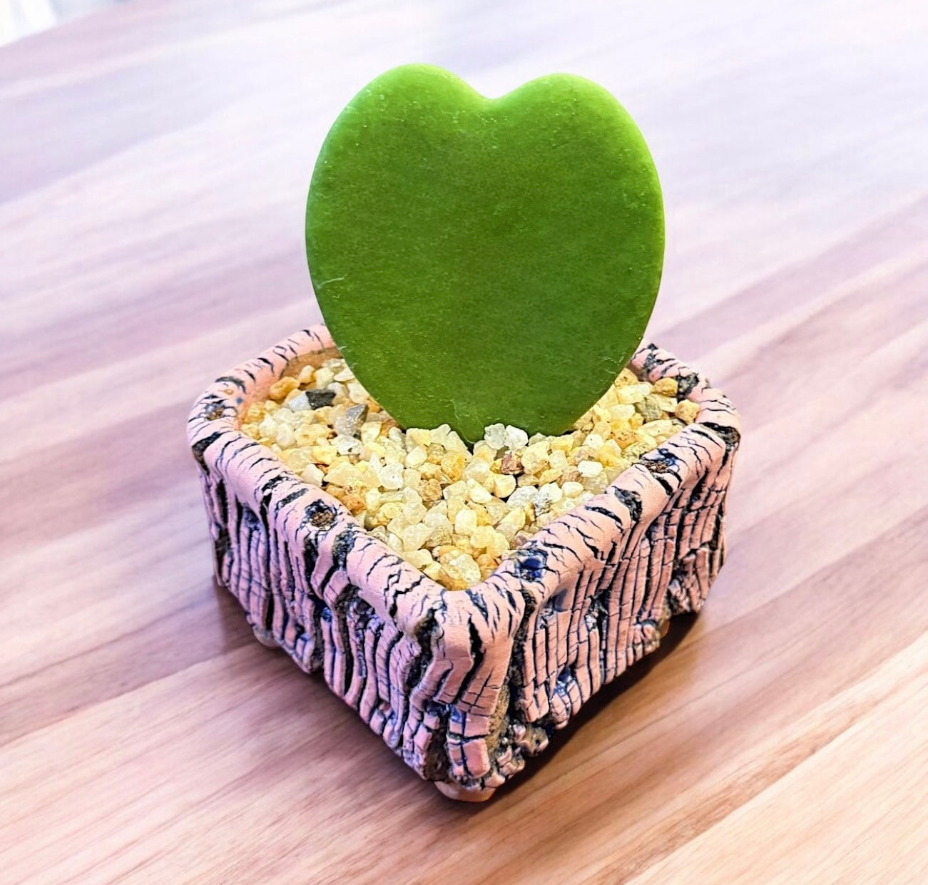 Heartleaf Hoya