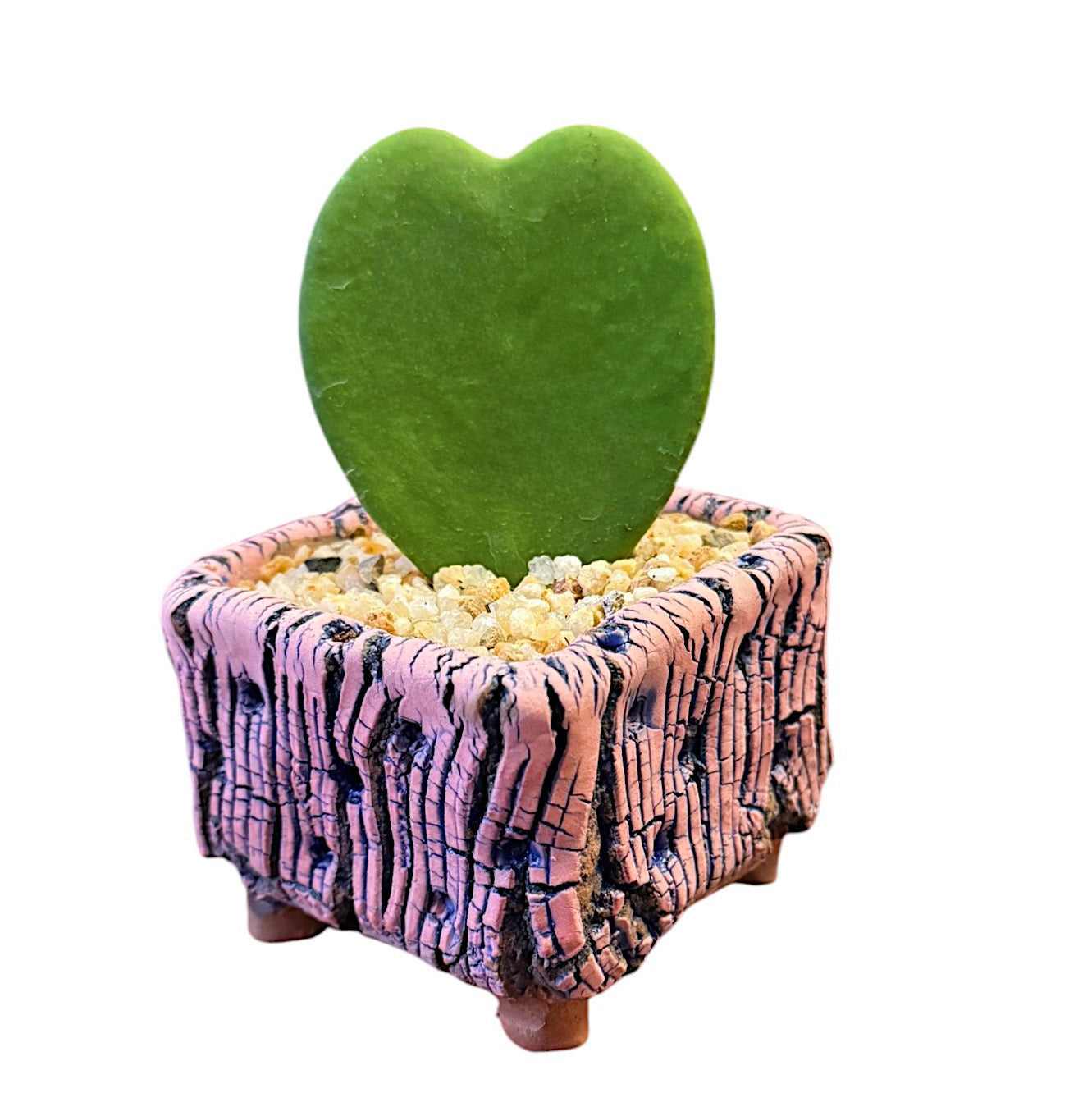 Heartleaf Hoya
