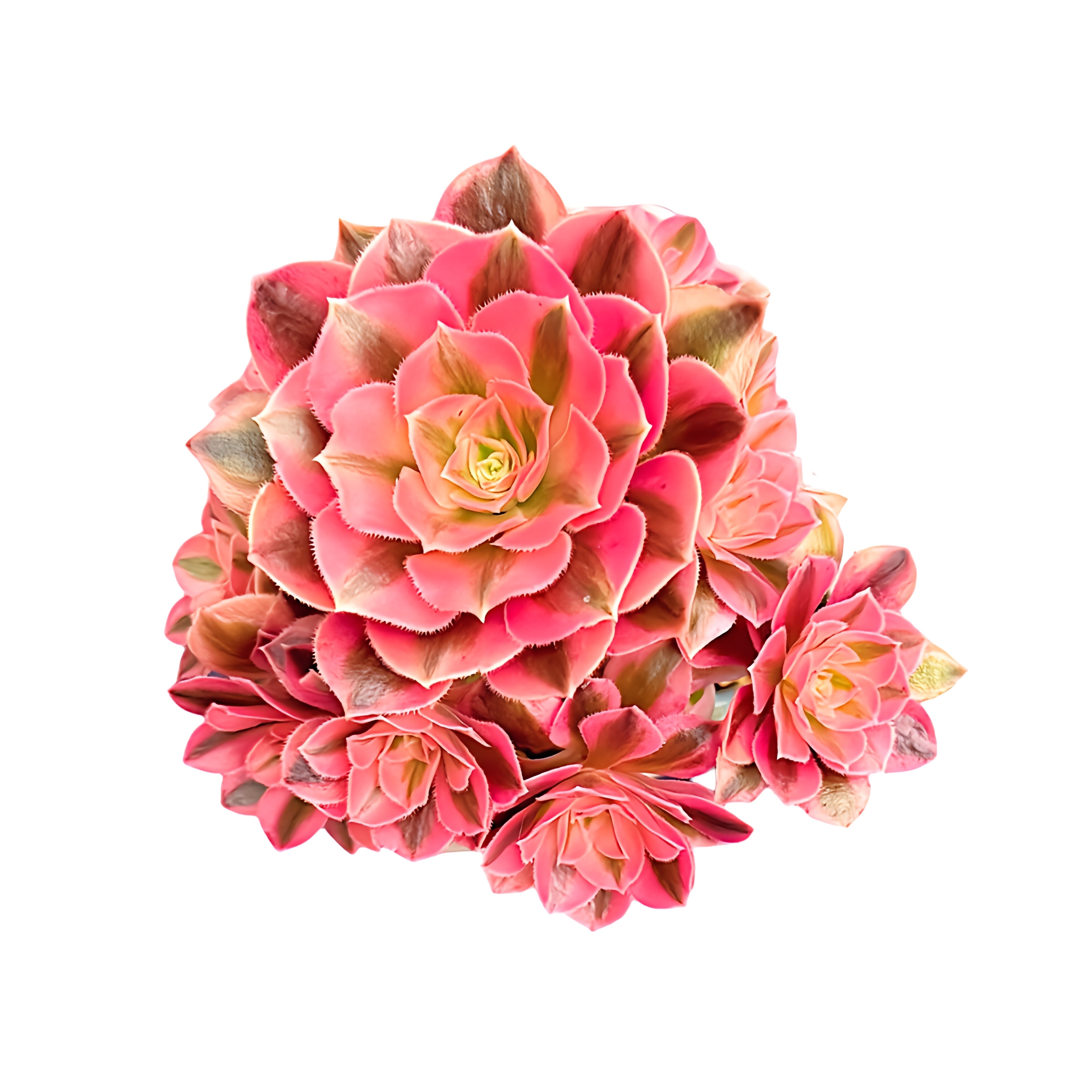 Aeonium Pink Witch(variegated)