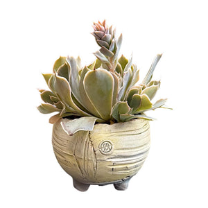 Echeveria Shaviana