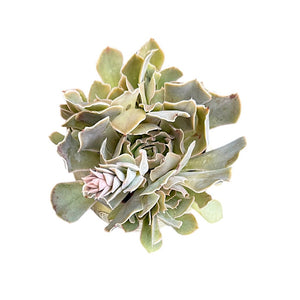 Echeveria Shaviana