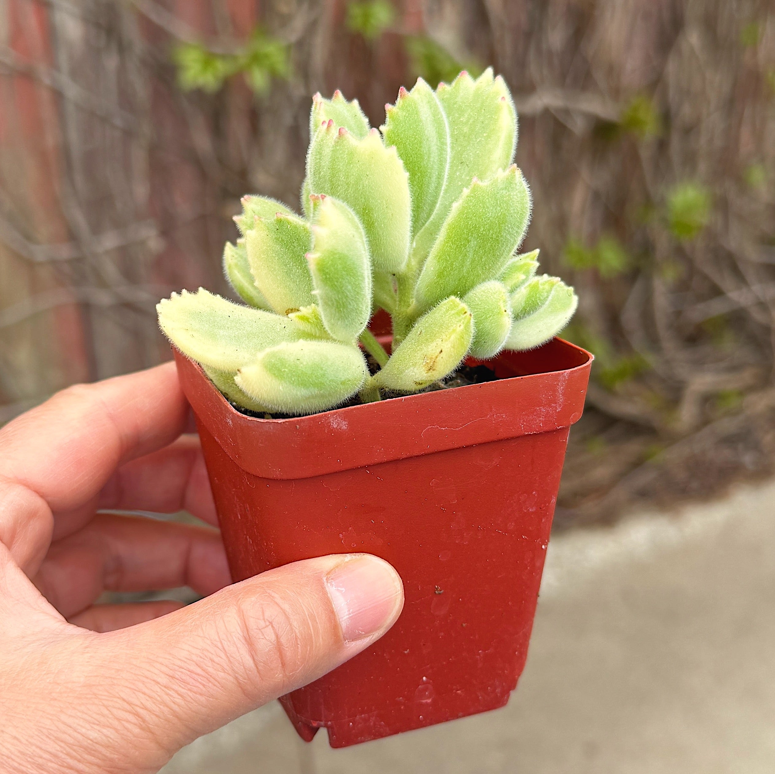 Bear’s Paws (variegated)
