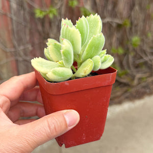 Bear’s Paws (variegated)