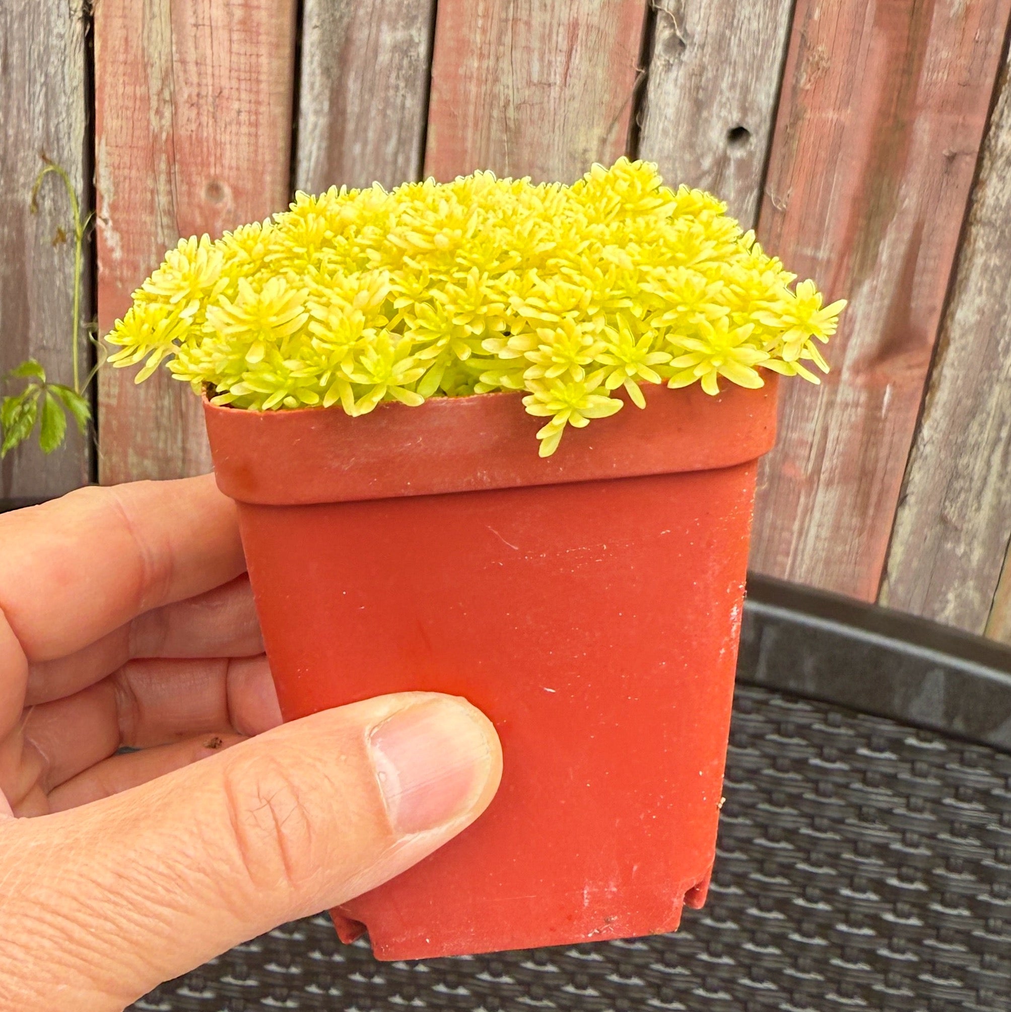 Golden Sedum