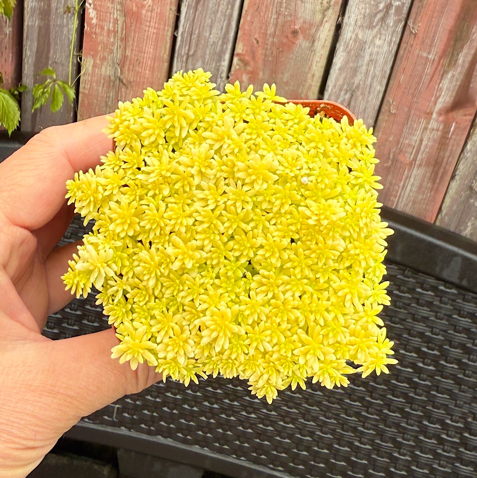 Golden Sedum
