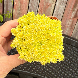 Golden Sedum