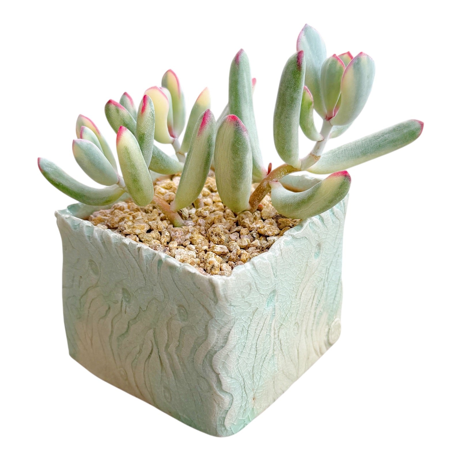 Cotyledon Orbiculata cv. Long Leaf (Variegated)
