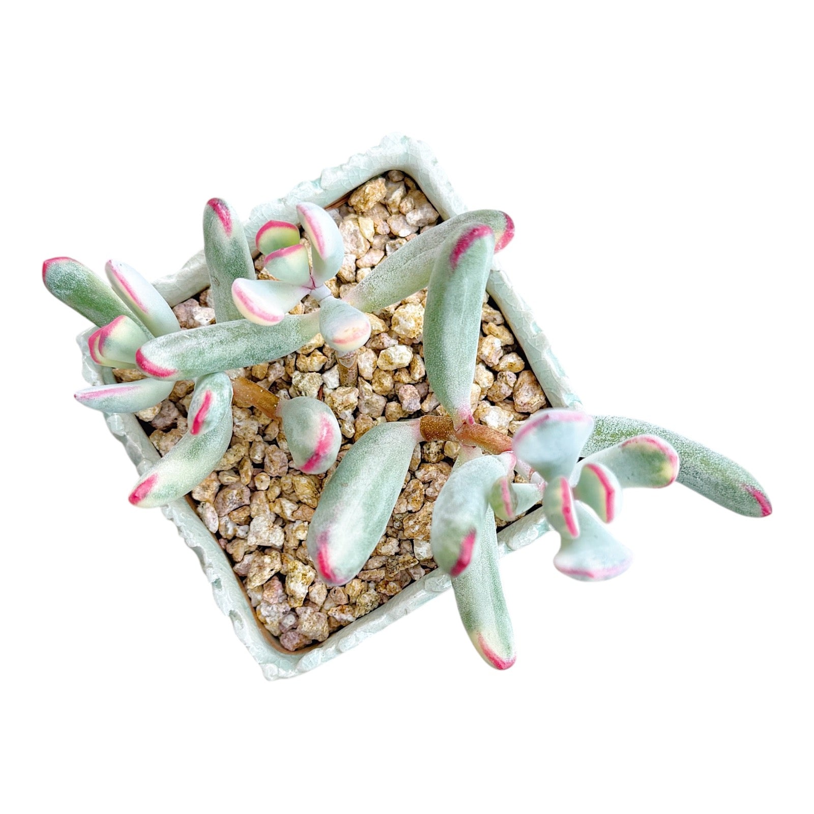 Cotyledon Orbiculata cv. Long Leaf (Variegated)