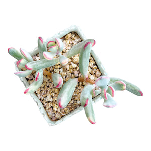 Cotyledon Orbiculata cv. Long Leaf (Variegated)