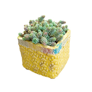Corsican Stonecrop