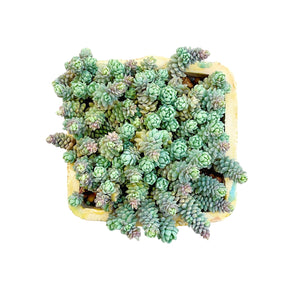 Corsican Stonecrop