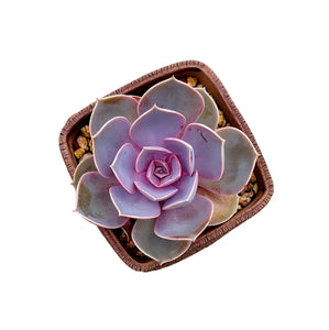 Echeveria 'Perle von Nurnberg'