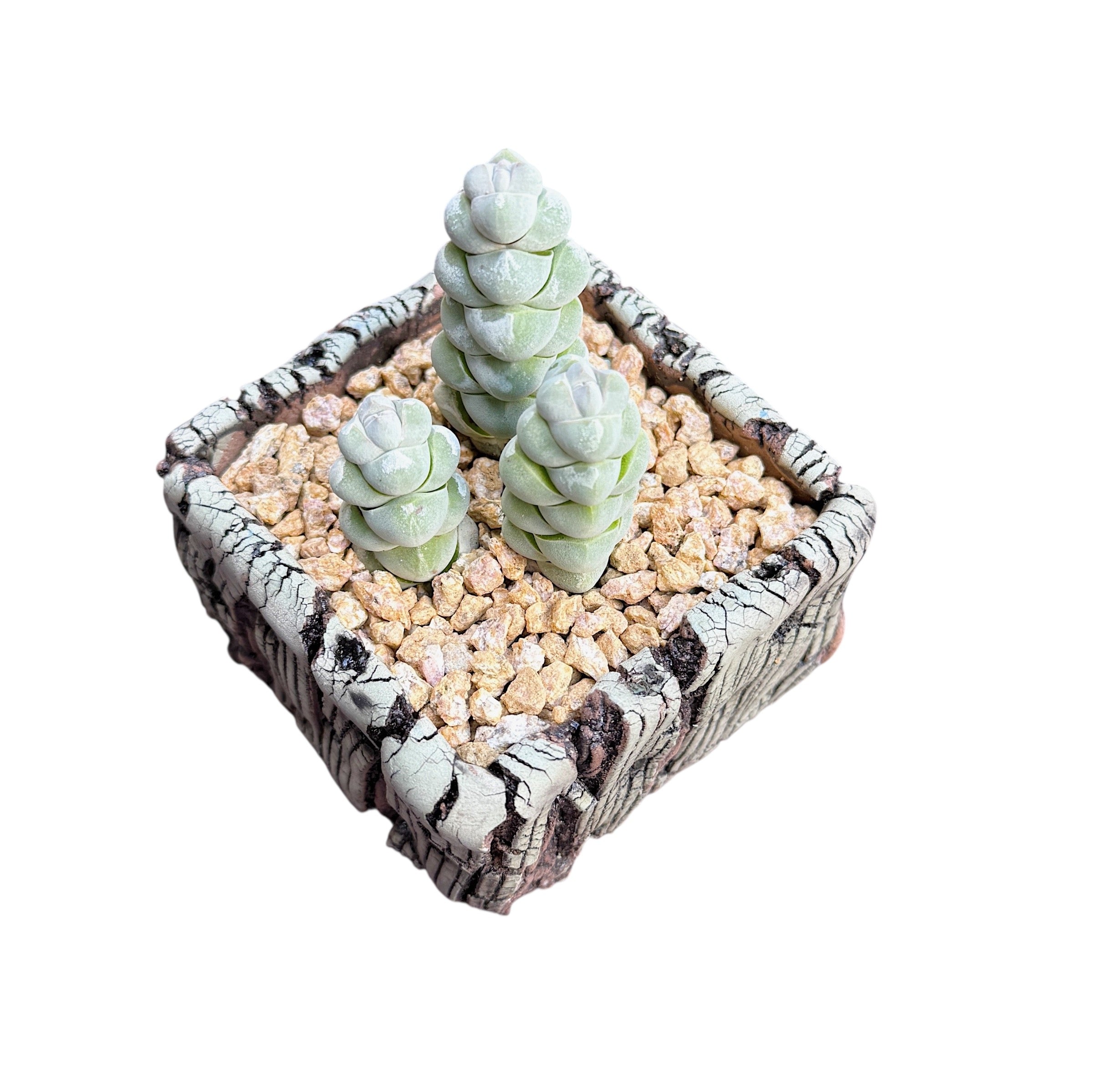 Crassula Plegmatoides