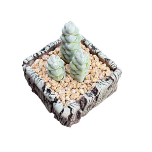Crassula Plegmatoides